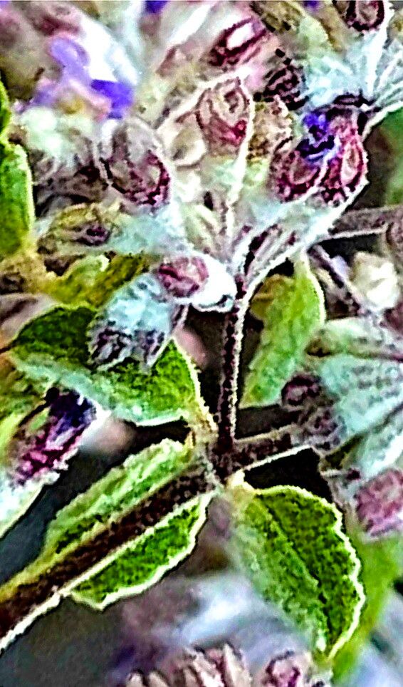 Condea decipiens — related species from the same genus