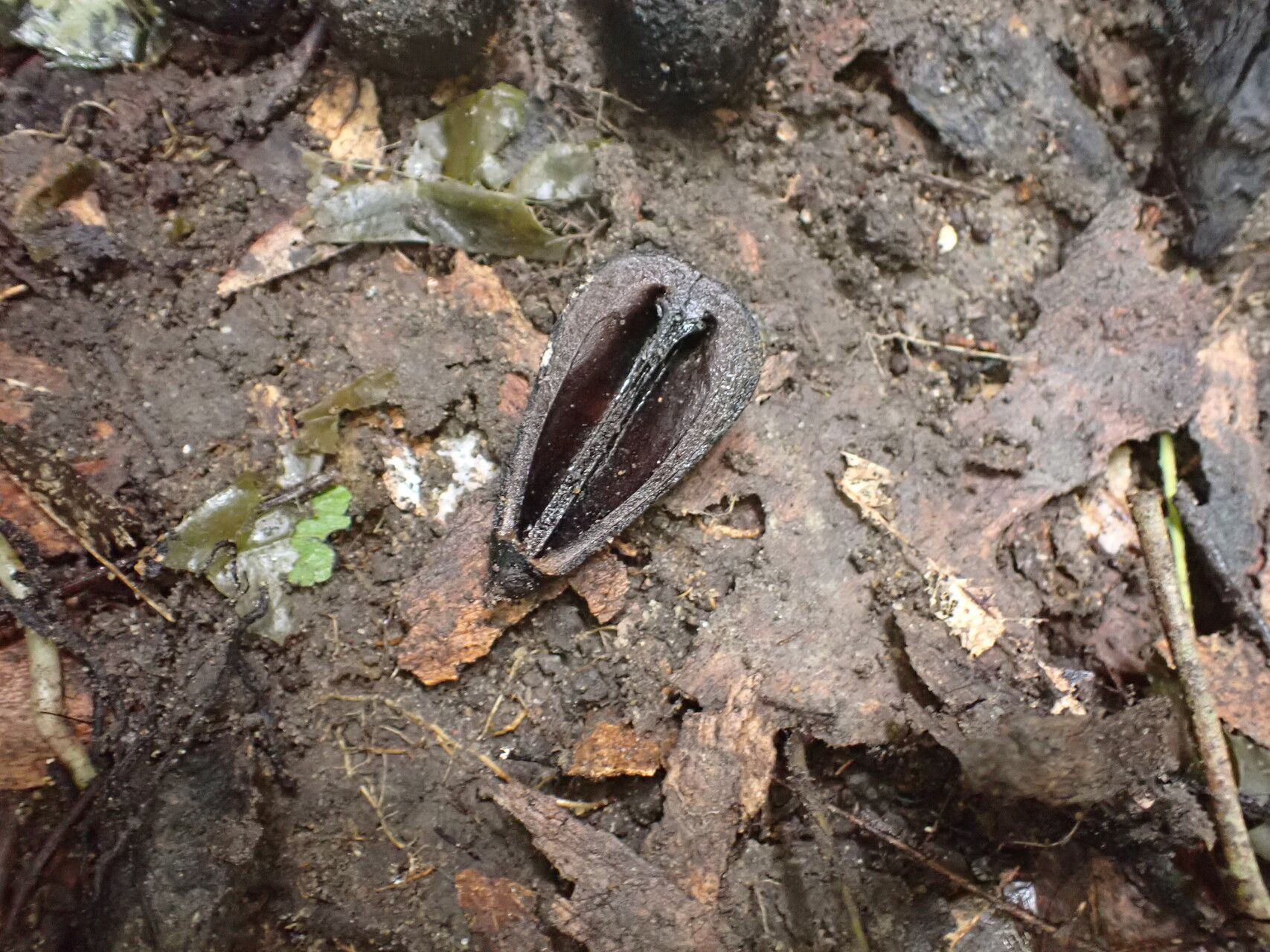 Schrebera arborea fruit