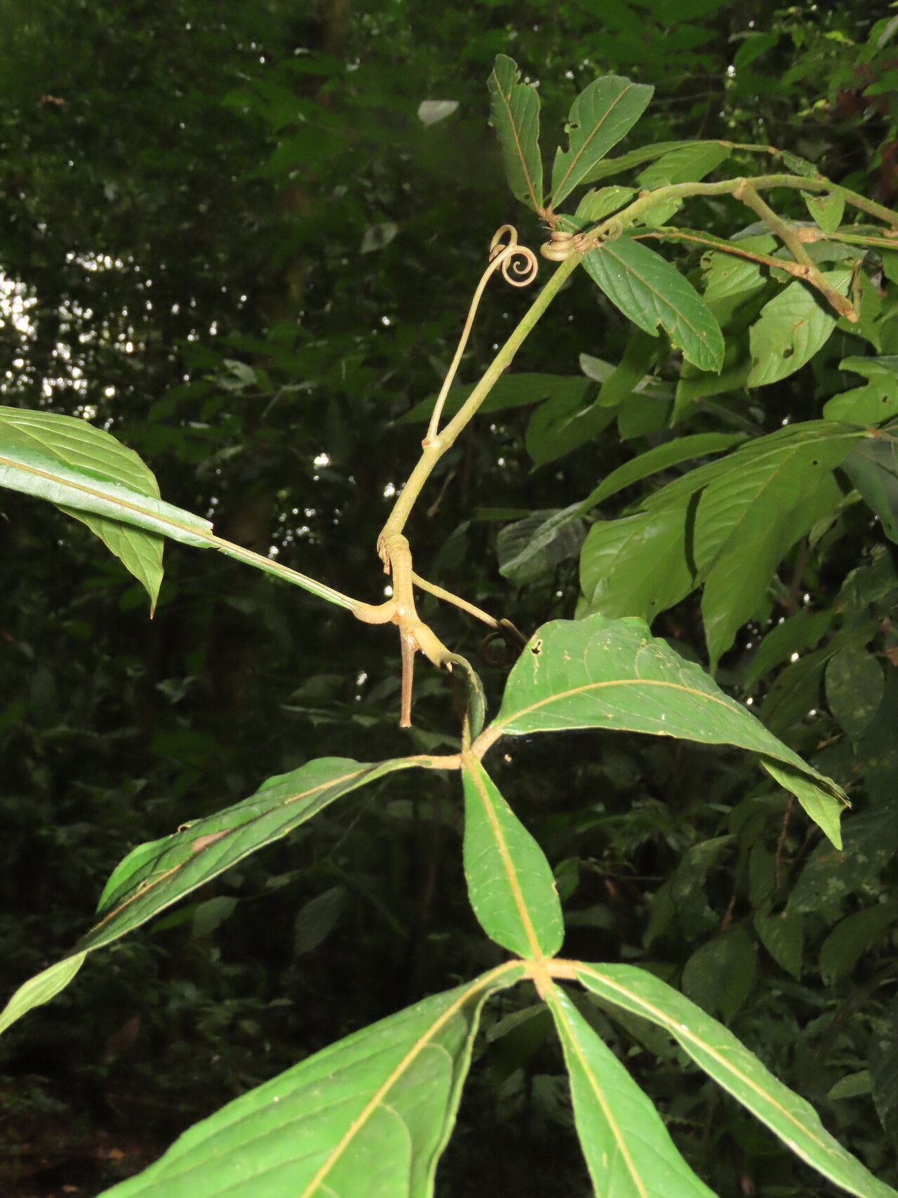Paullinia fibrigera leaf