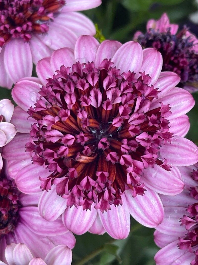 Dimorphotheca fruticosa flower