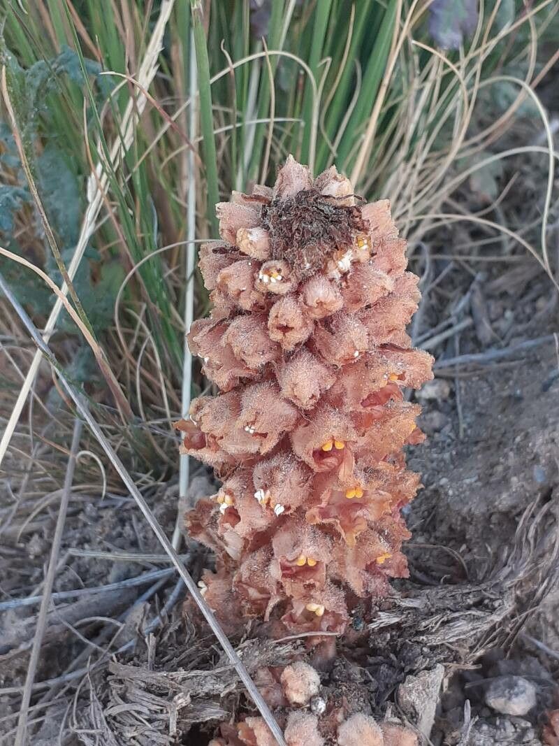 Orobanche rapum-genistae flower