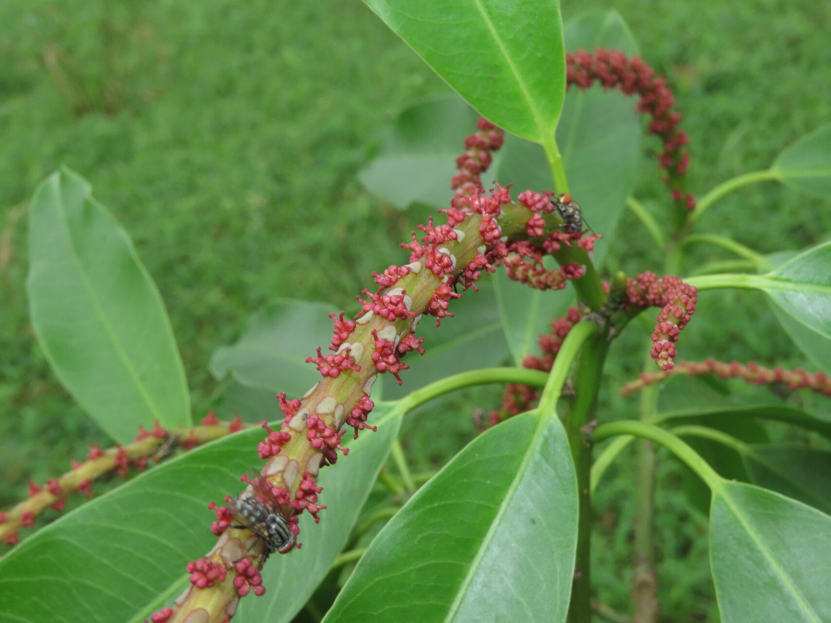 Sapium laurifolium flower
