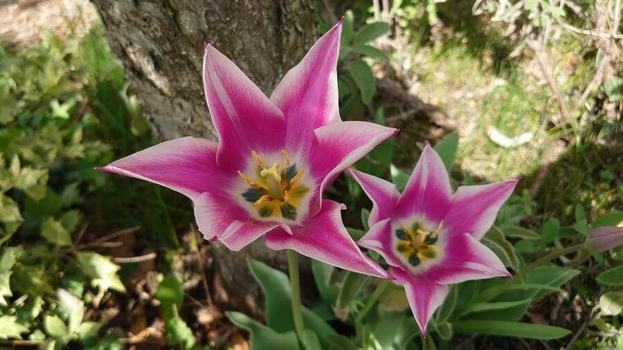 Tulipa didieri flower