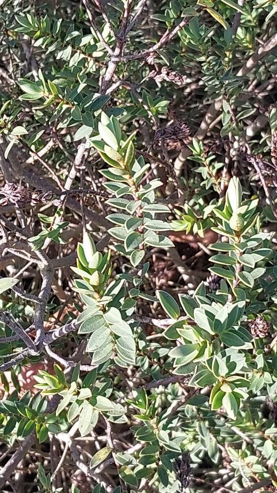 Veronica traversii — search result for 'Hebe'