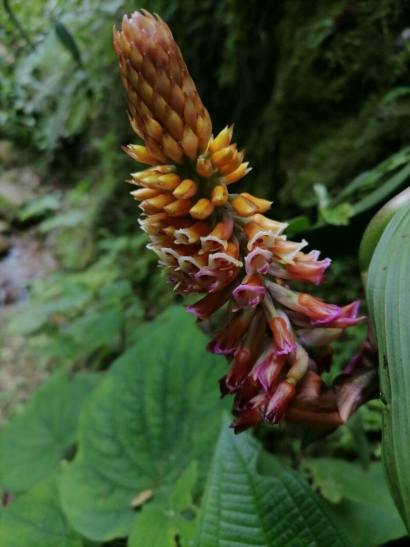 Elleanthus robustus — search result for 'Orchidaceae'