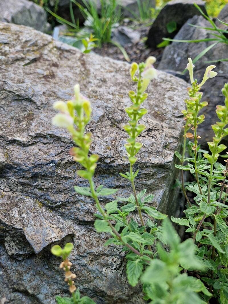 Scutellaria repens habit