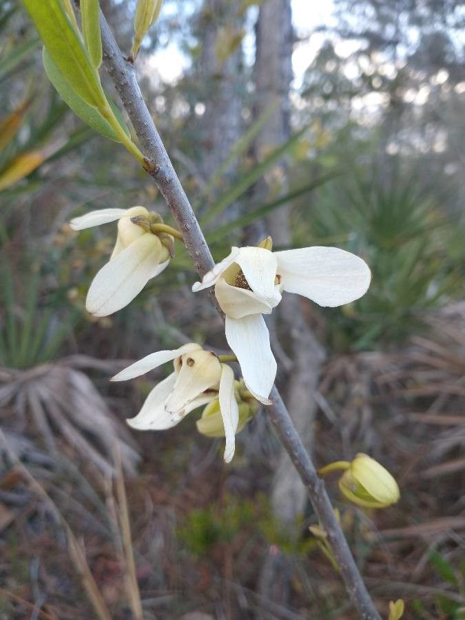 Asimina reticulata flower