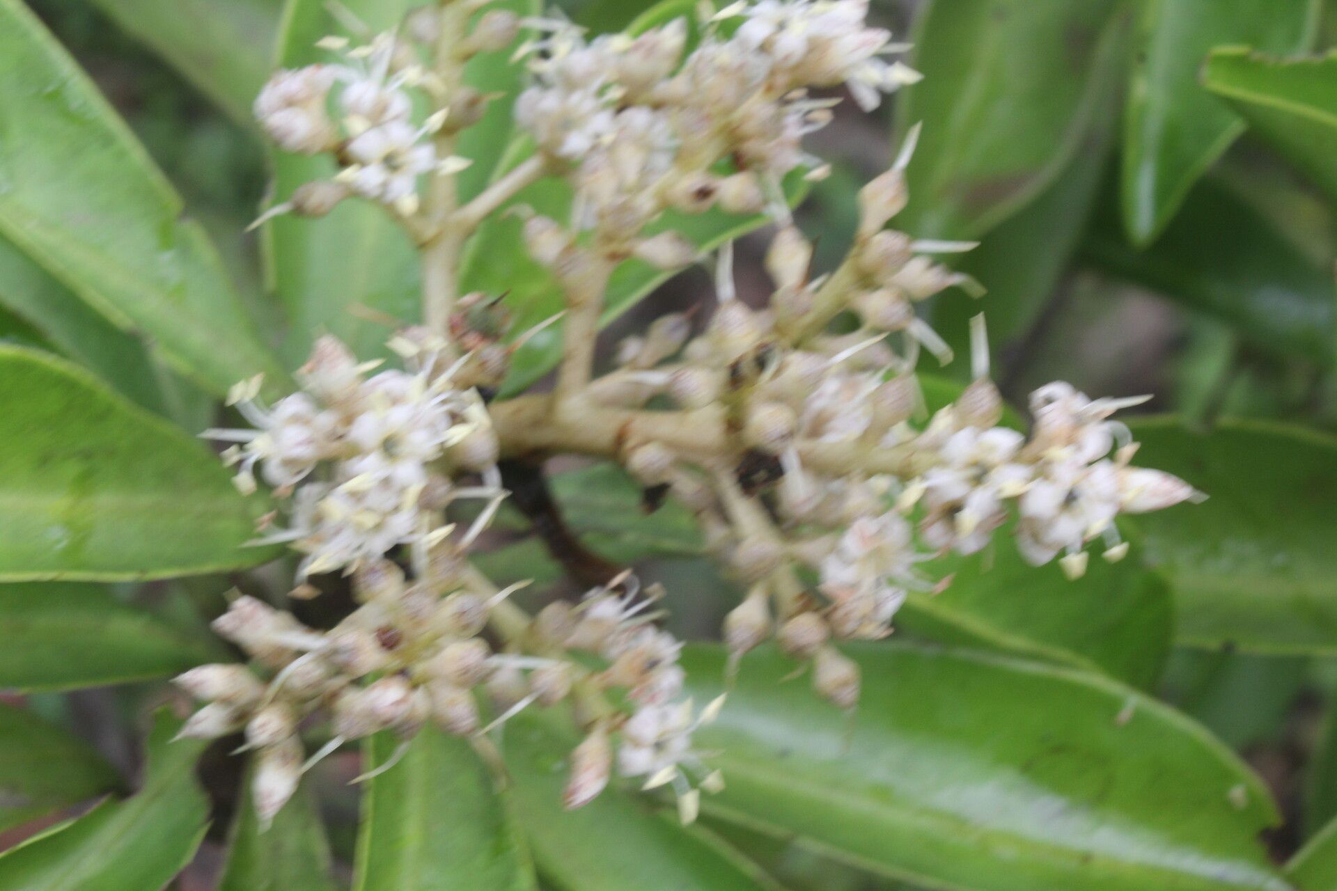 Ardisia densiflora flower