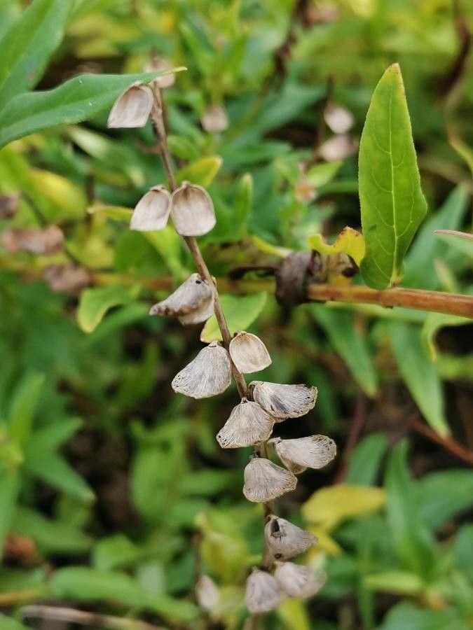 Scutellaria baicalensis fruit