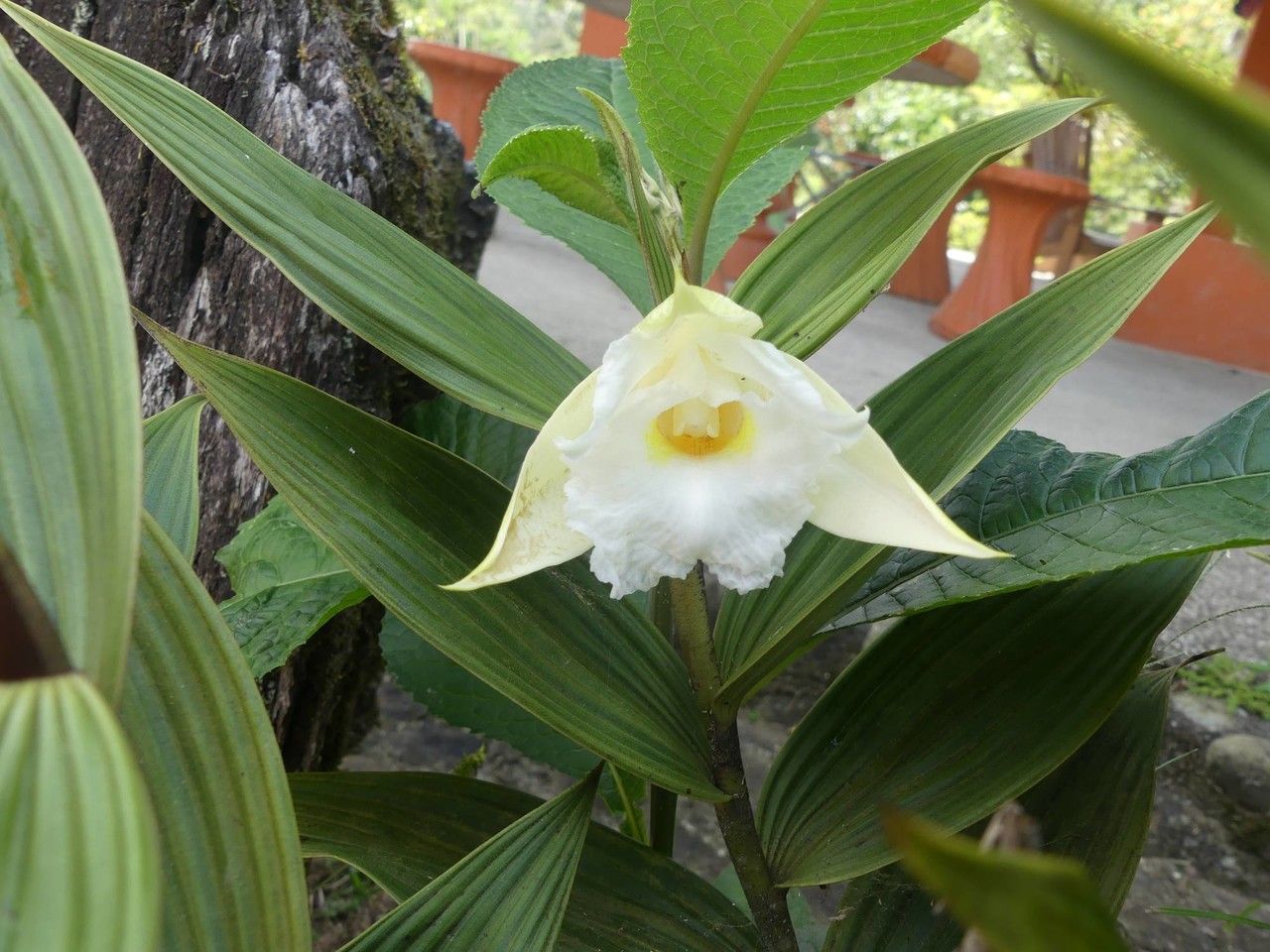 Sobralia kerryae flower