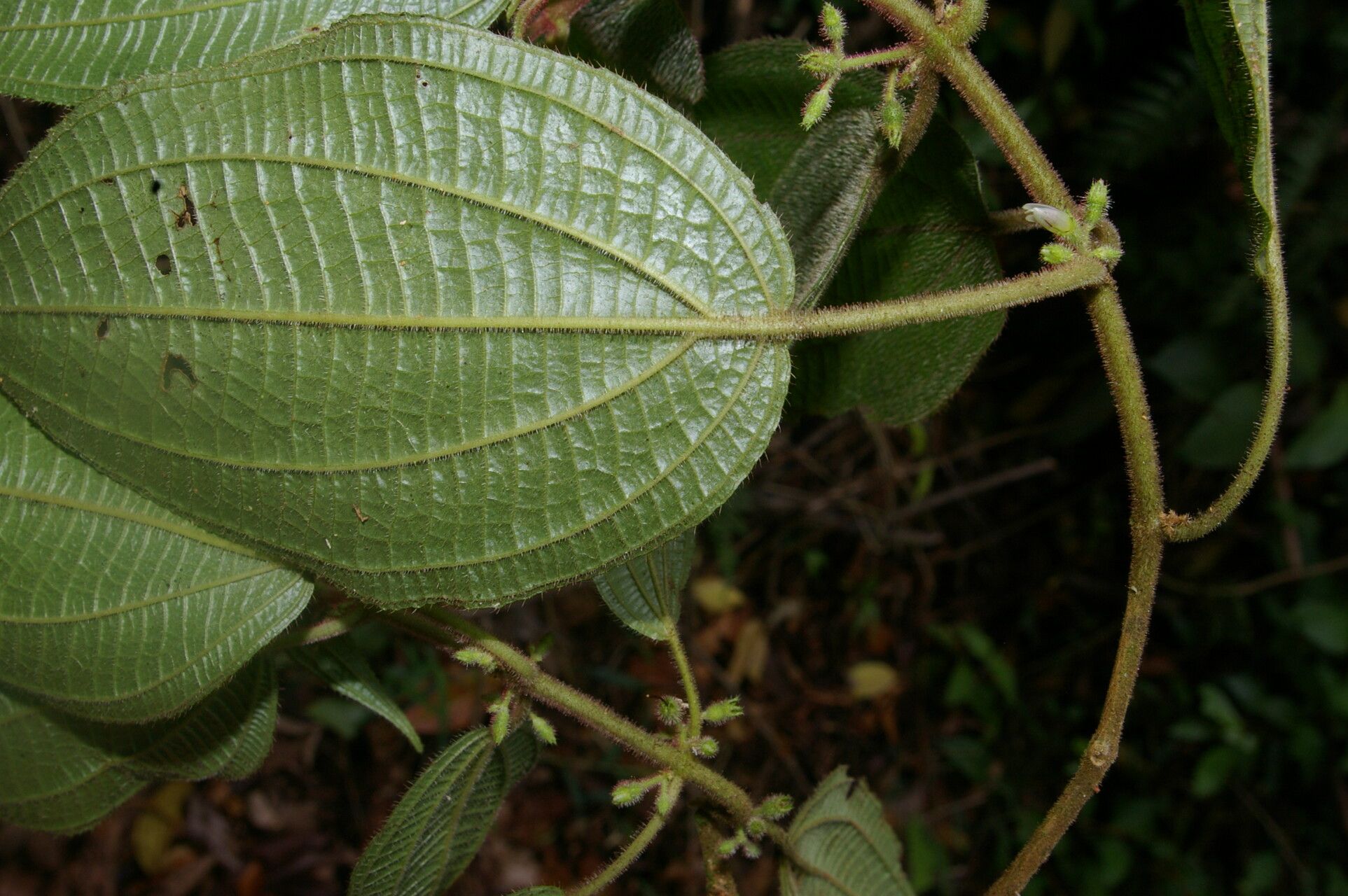 Miconia davidsei flower