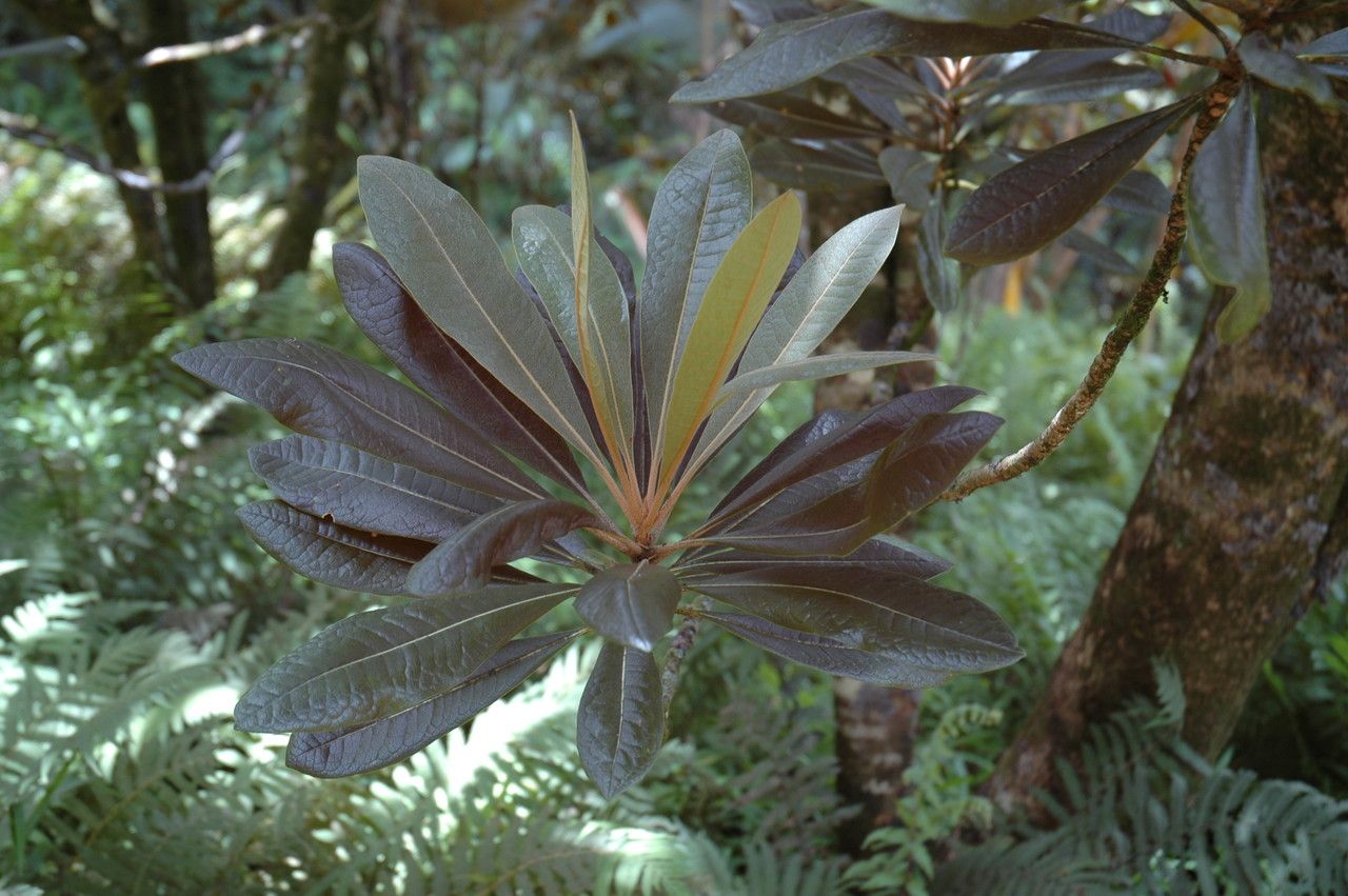 Pittosporum confertiflorum — search result for 'Pittosporum'