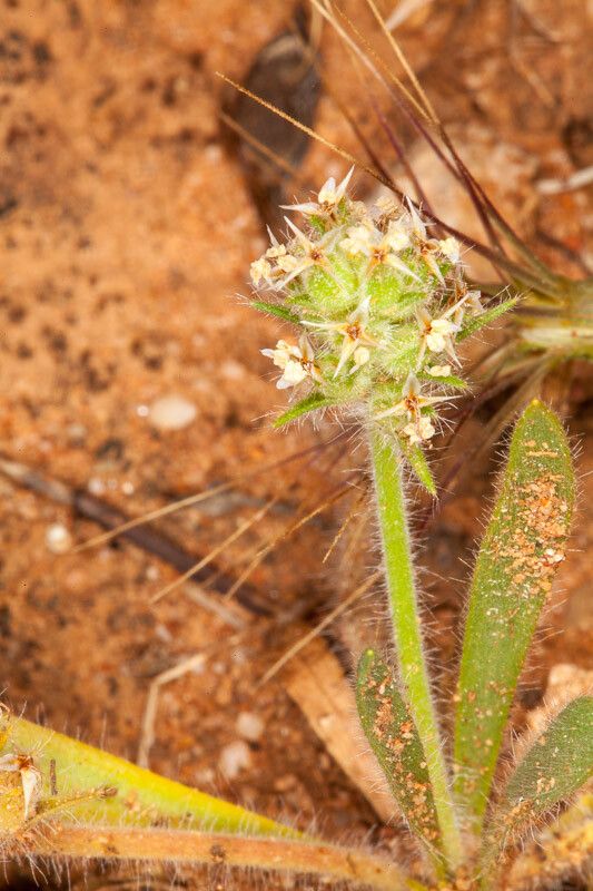 Plantago bellardii flower