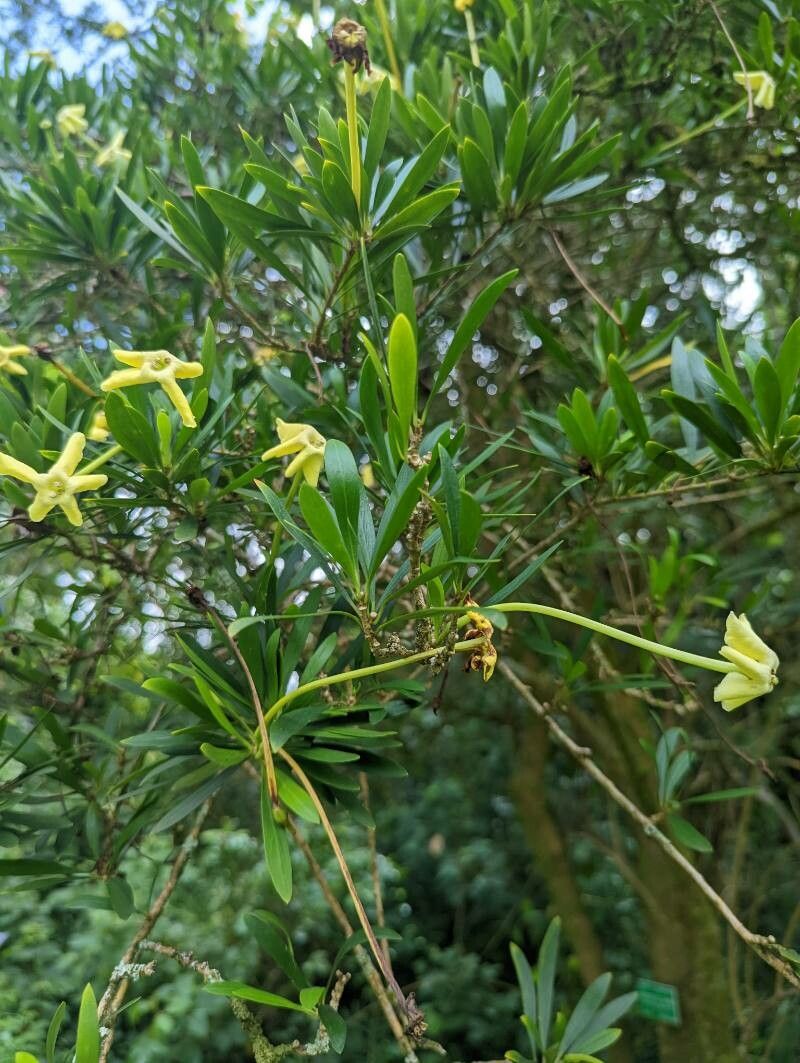Brunfelsia densifolia — related species from the same genus