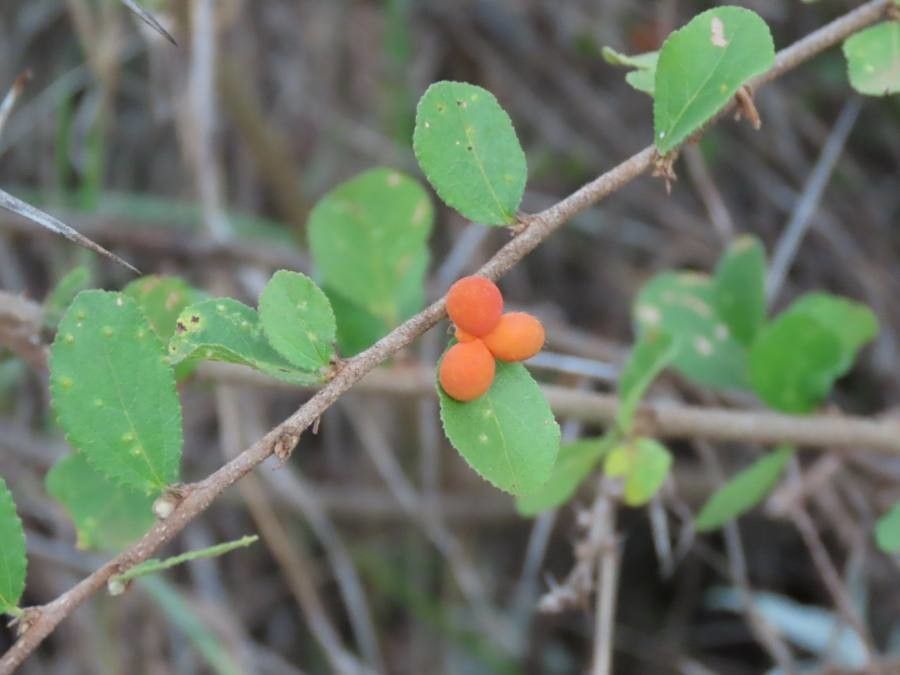 Grewia similis fruit