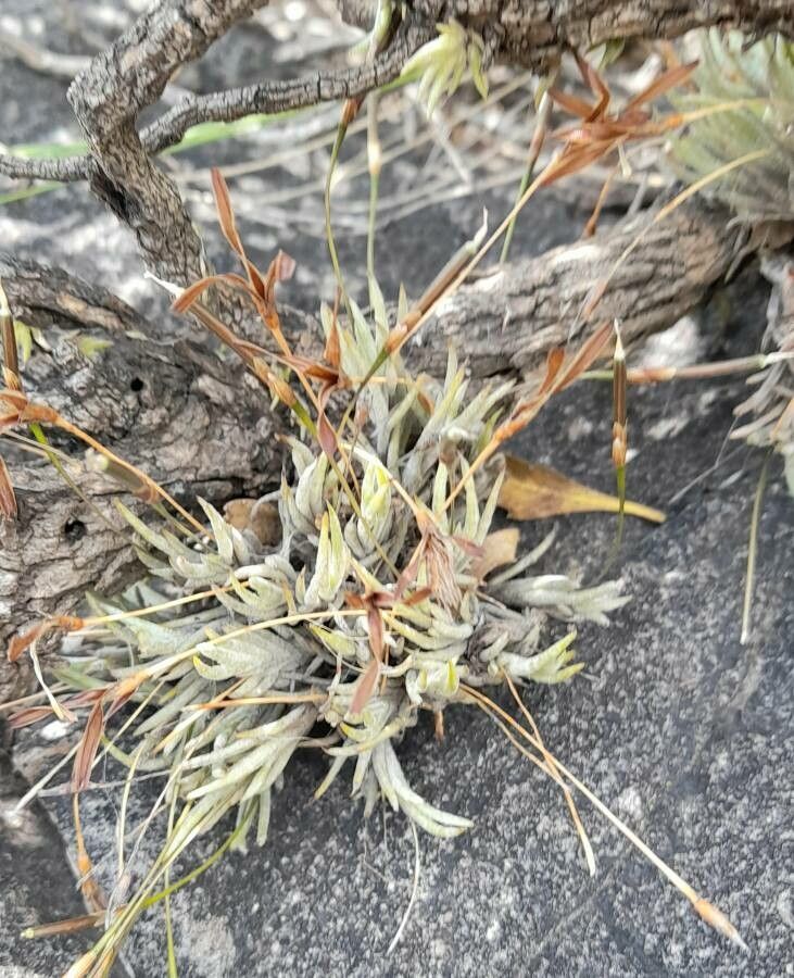 Tillandsia kuehhasii habit