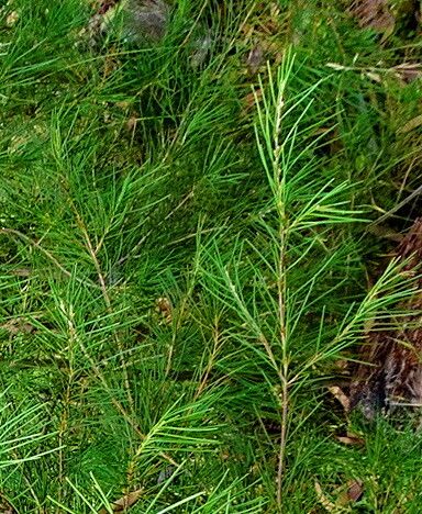 Hakea lissosperma — search result for 'Hakea'