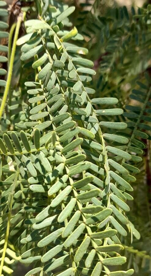 Prosopis flexuosa — search result for 'Prosopis'