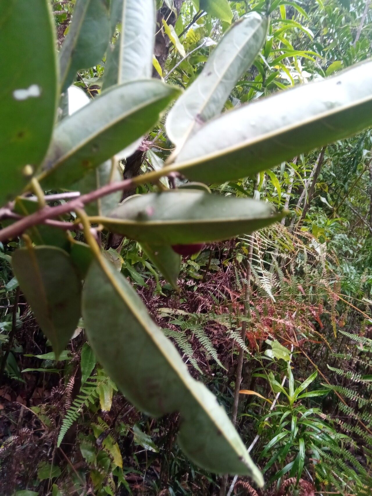 Cryptocarya litoralis — houseplant care guide