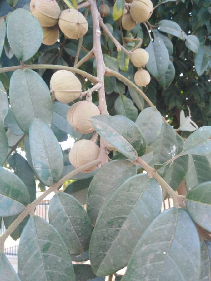 Trichilia emetica fruit