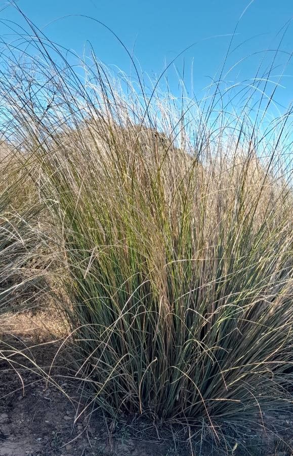Panicum prionitis habit