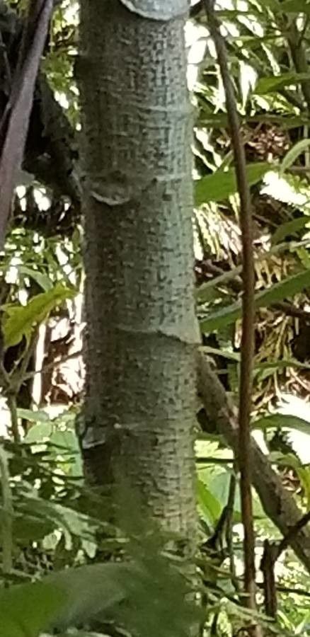 Dendrocnide moroidea bark