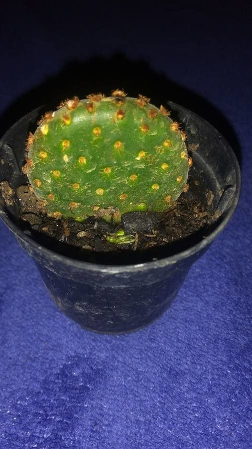 Opuntia ellisiana habit