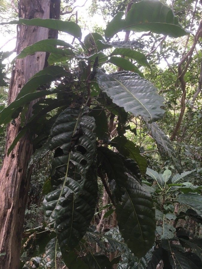 Sloanea billardierei — related species from the same genus