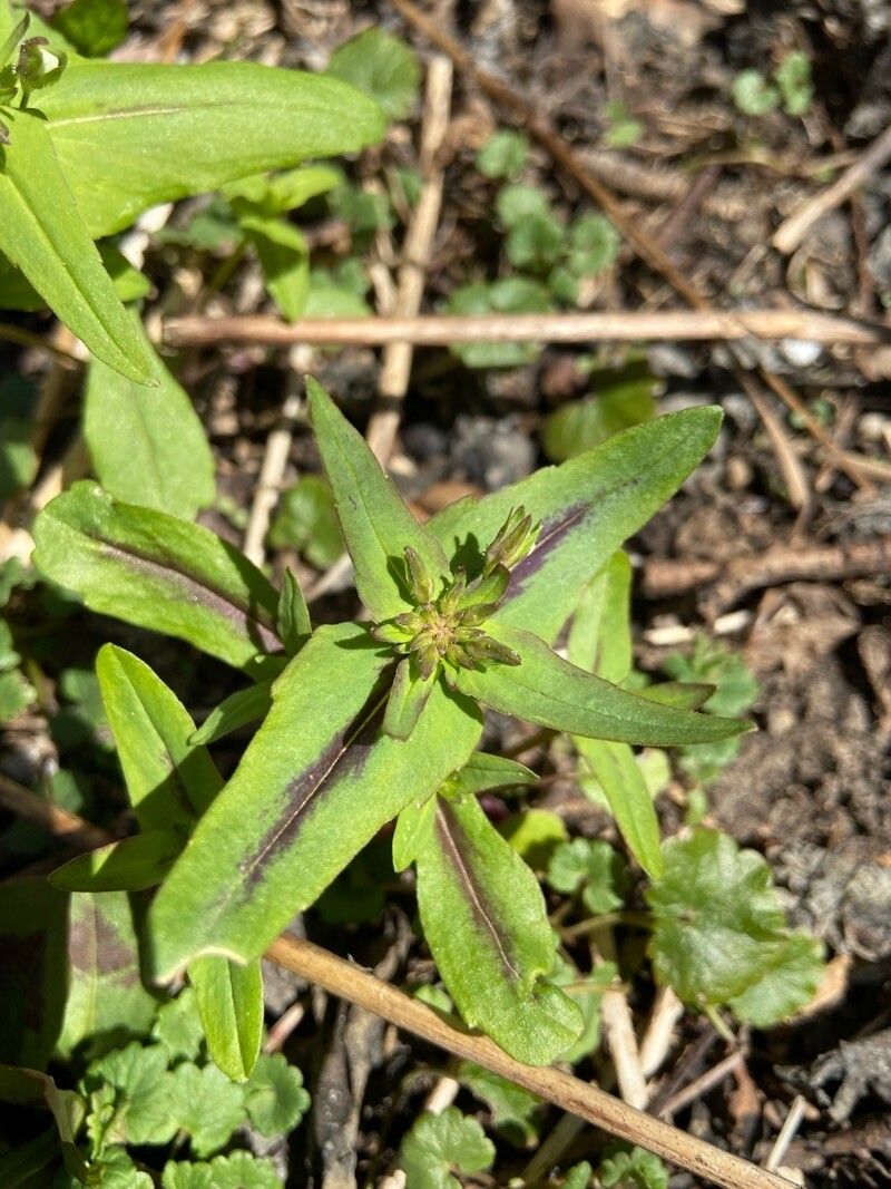 Collinsia verna leaf