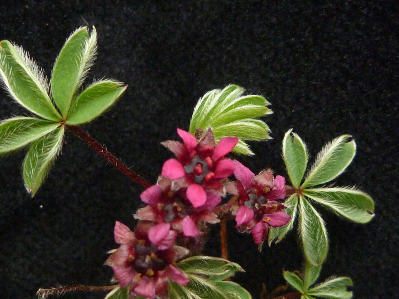 Potentilla purpurea — search result for 'Potentilla'