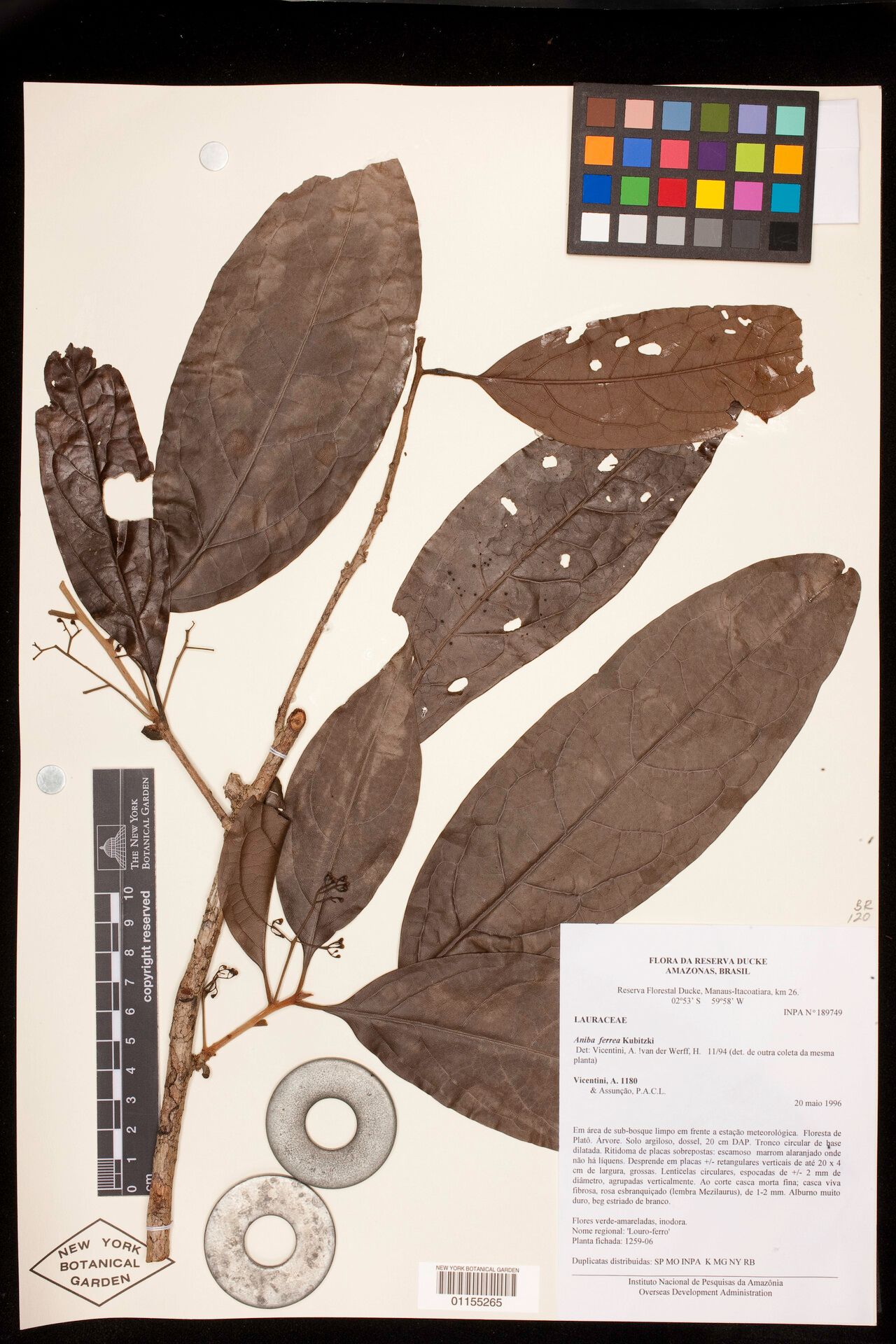 Aniba ferrea — houseplant care guide