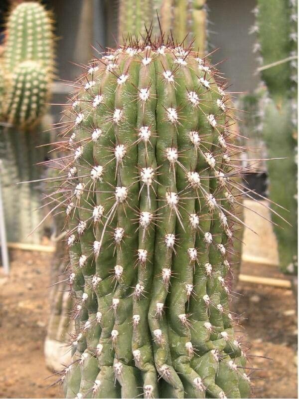 Cephalocereus tetetzo