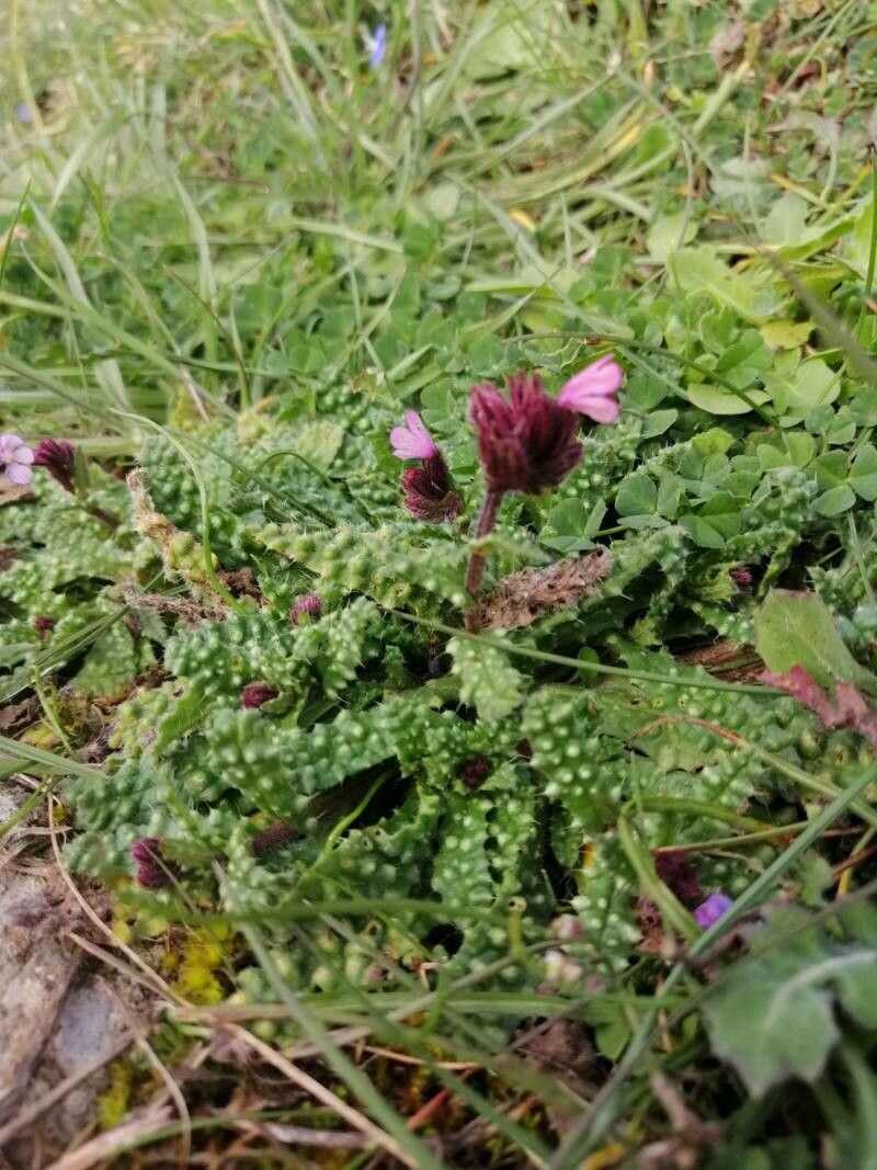 Pedicularis orthantha flower