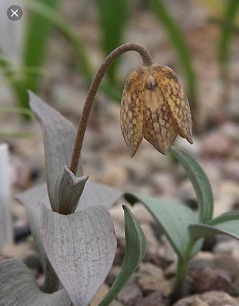Fritillaria delavayi habit