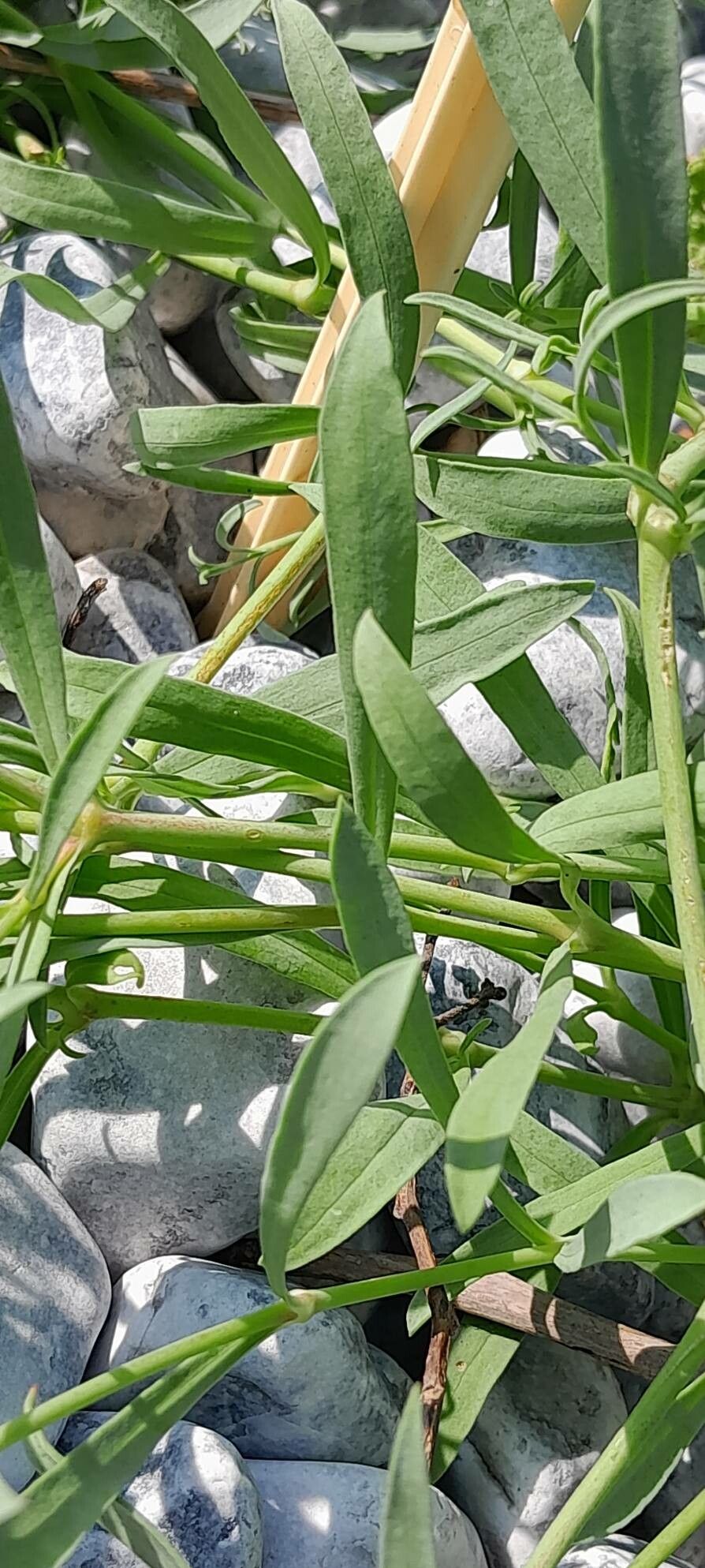 Saponaria sicula — search result for 'Saponaria'