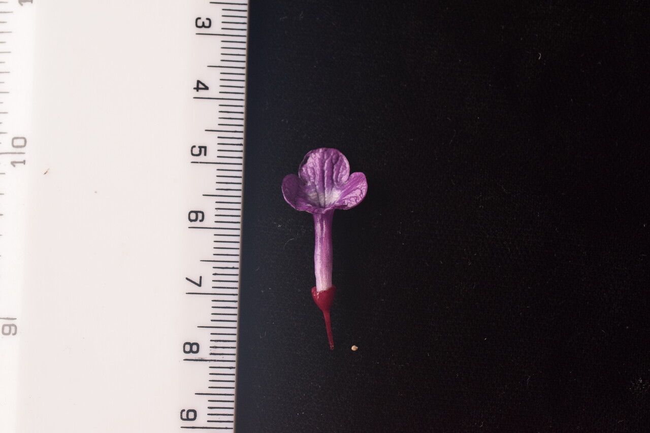 Didymocarpus villosus other