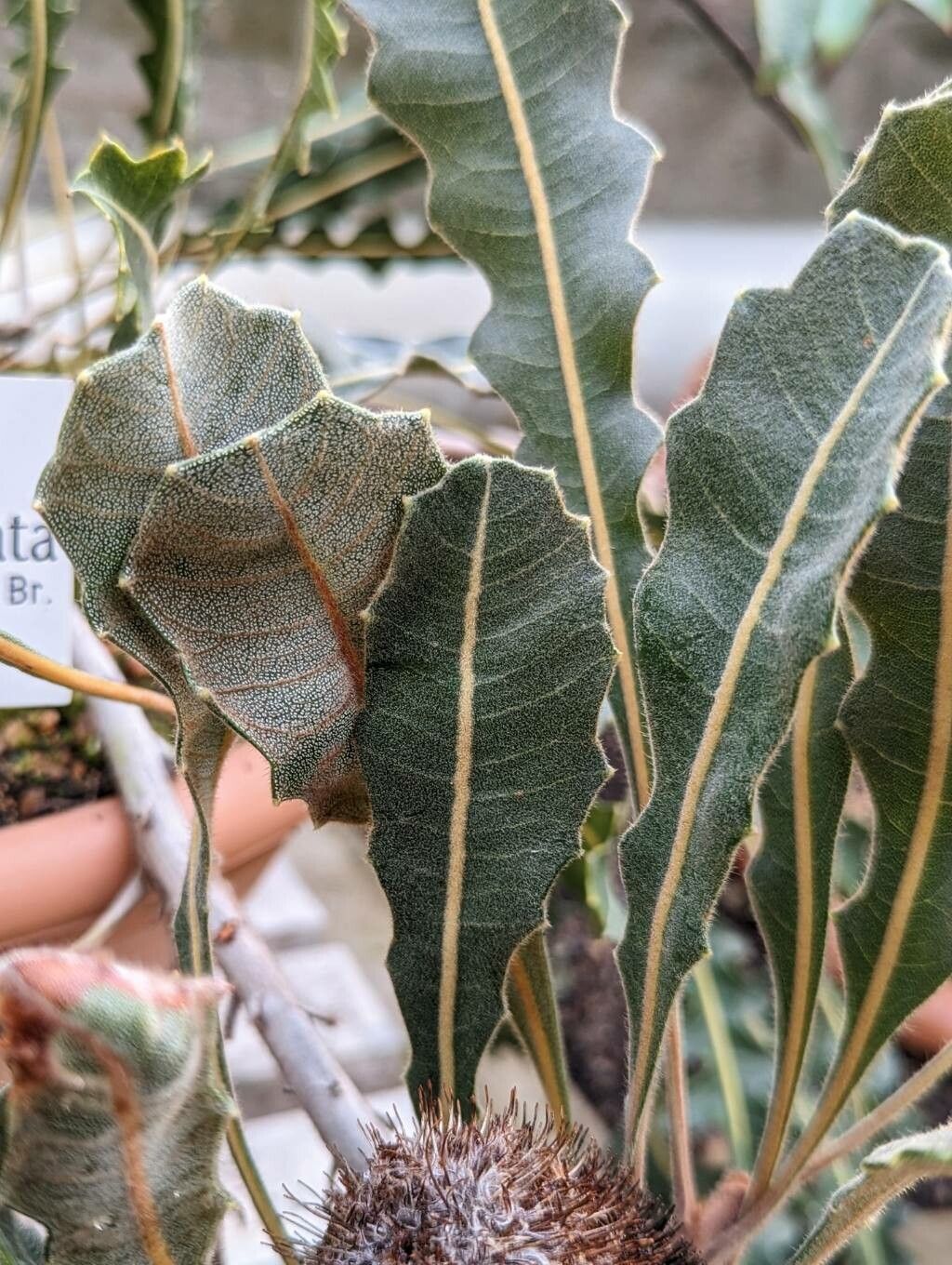 Banksia gardneri — houseplant care guide