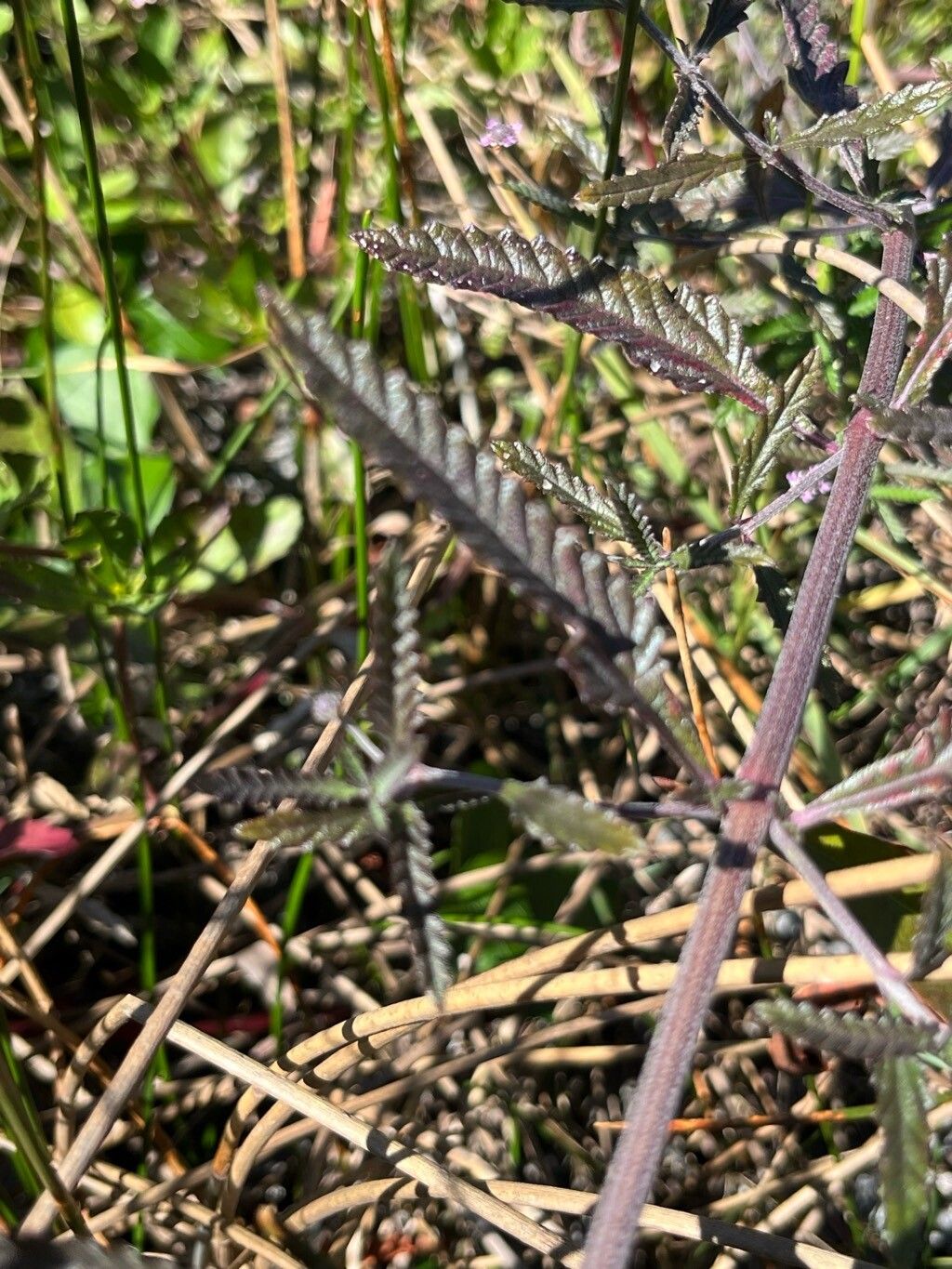 Lippia stoechadifolia — search result for 'Lippia'
