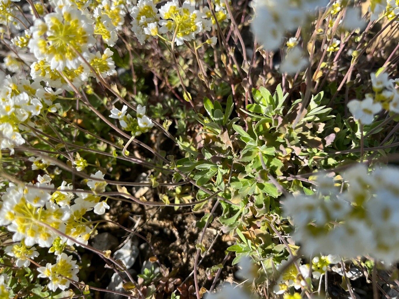 Draba doerfleri leaf