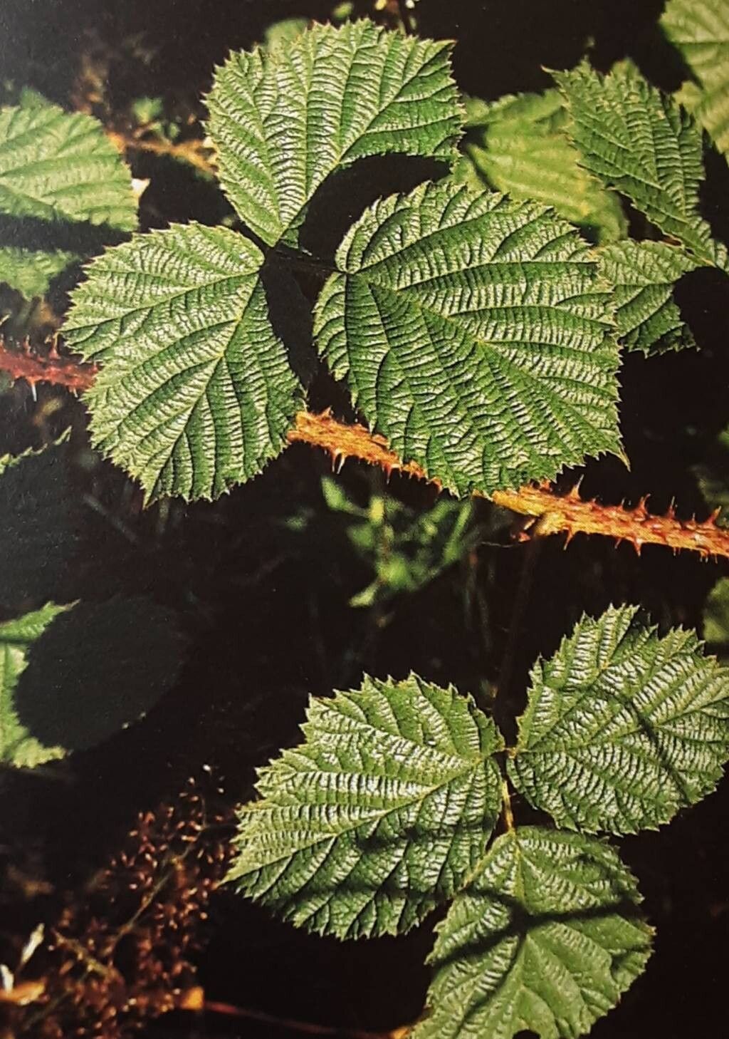 Rubus echinosepalus — houseplant care guide