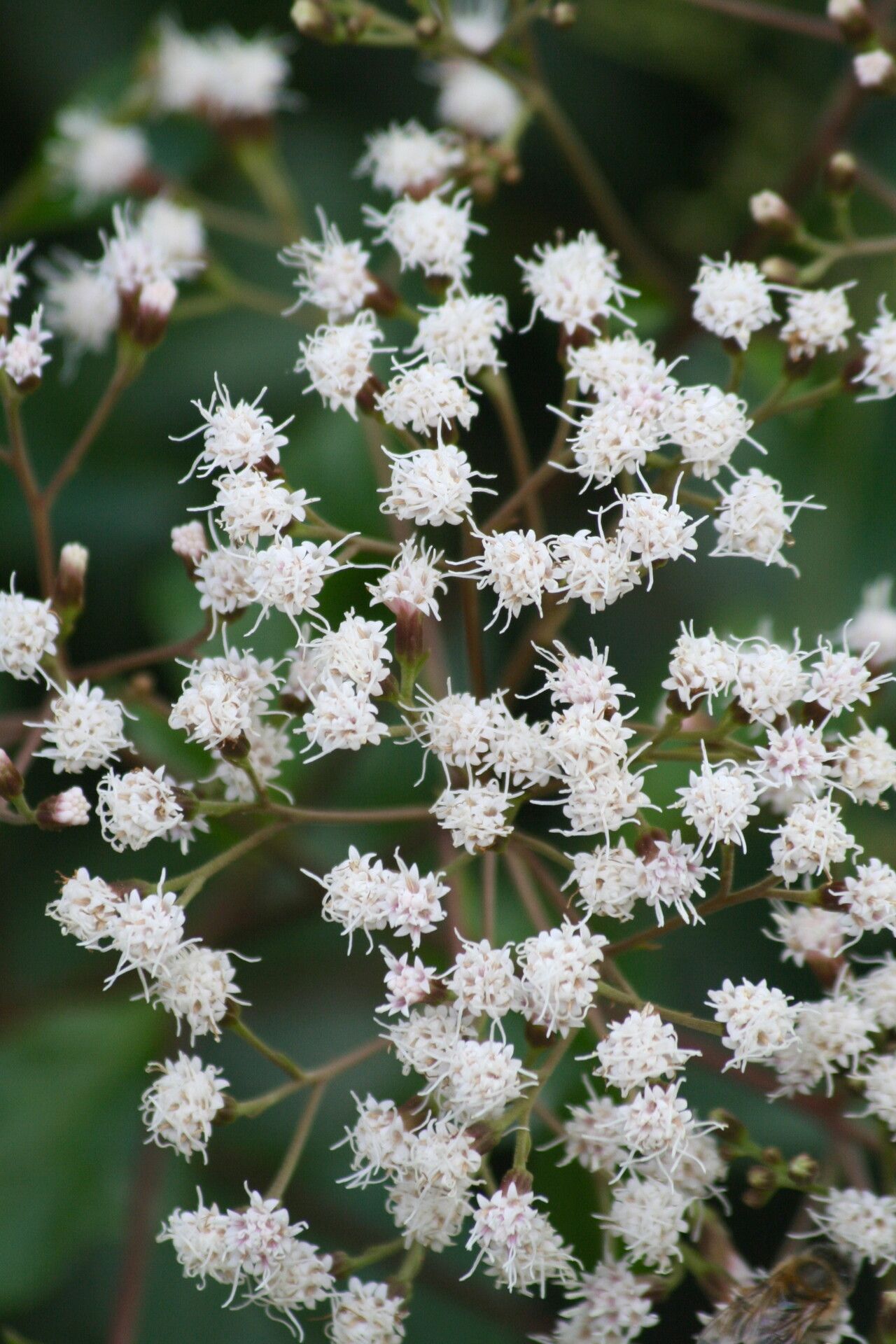 Ageratina ligustrina — search result for 'Costa Rica'