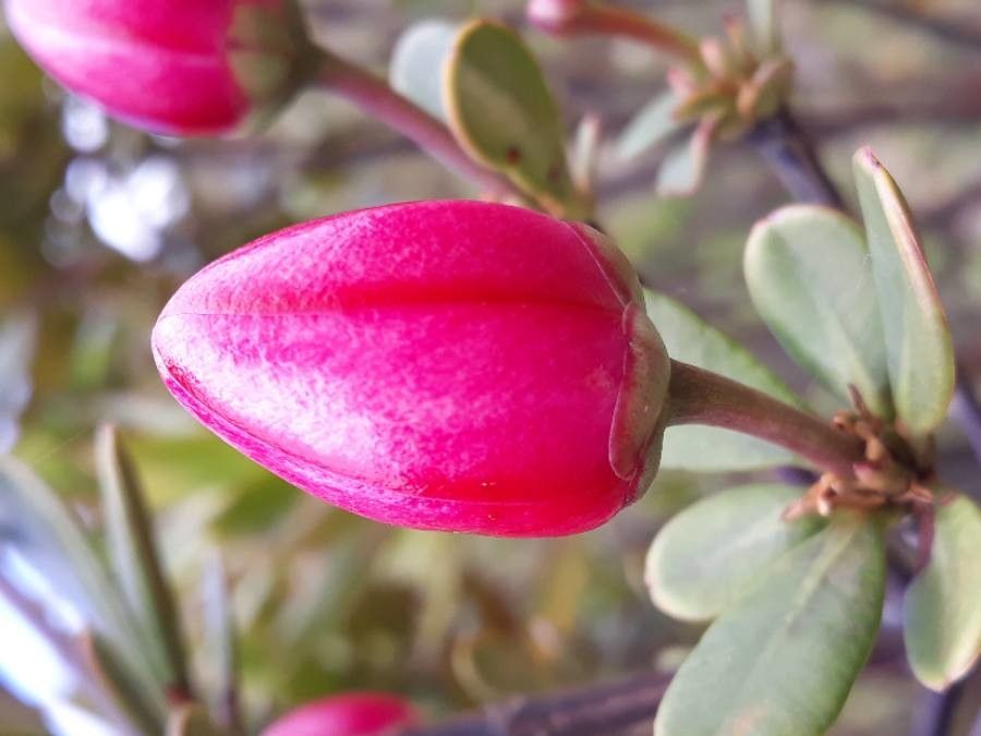 Montrouziera verticillata flower