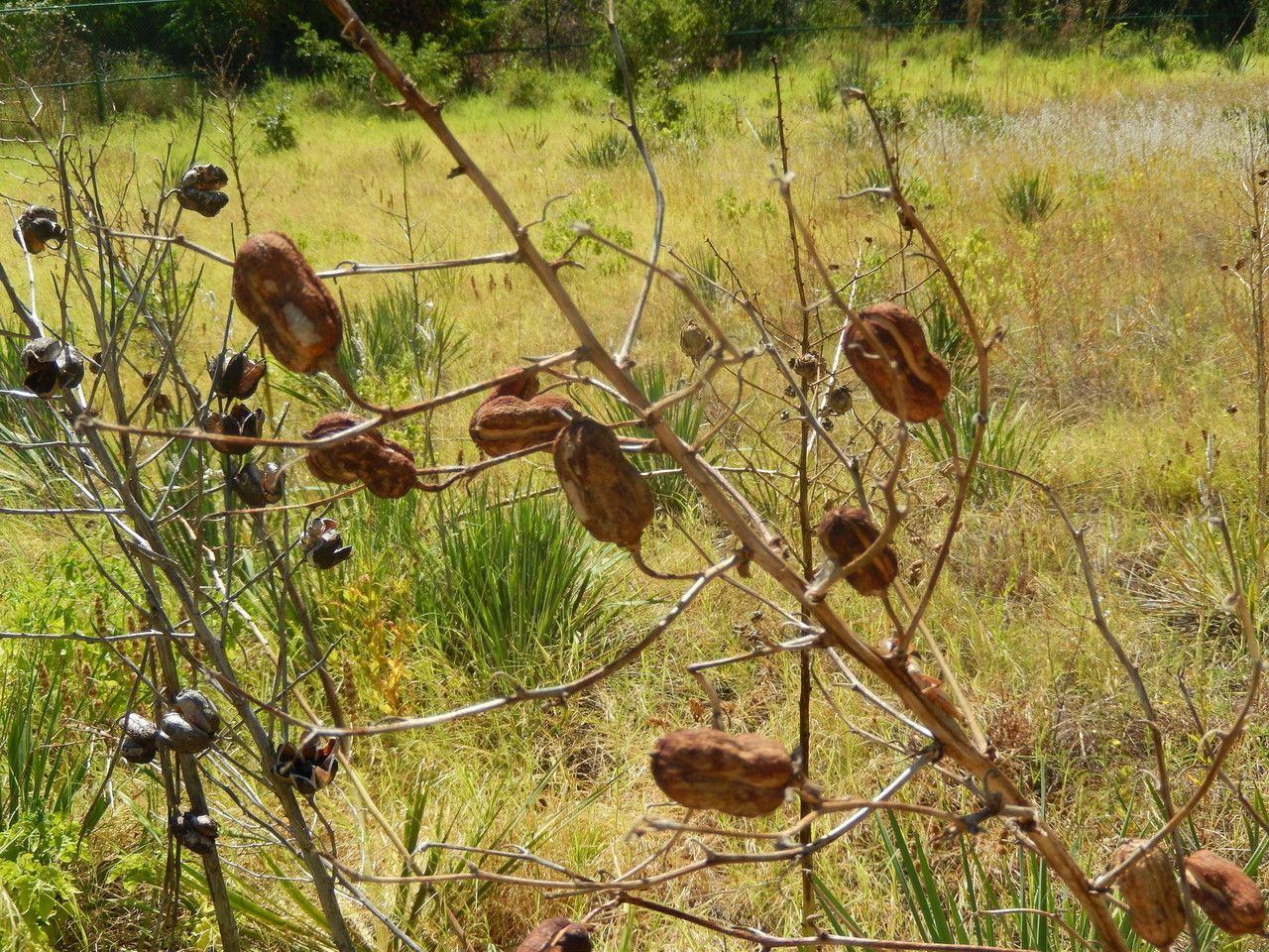 Yucca necopina fruit