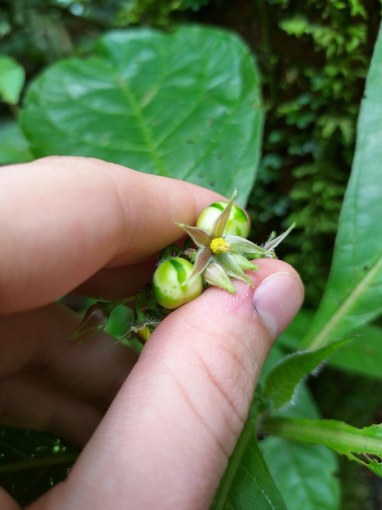 Solanum monarchostemon fruit
