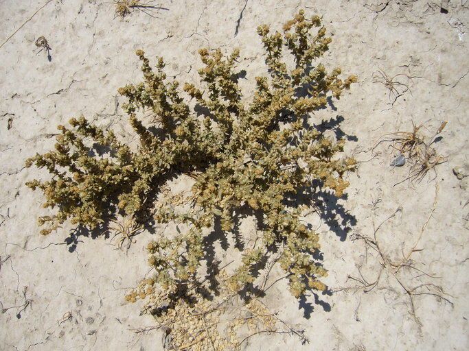 Atriplex fruticulosa habit