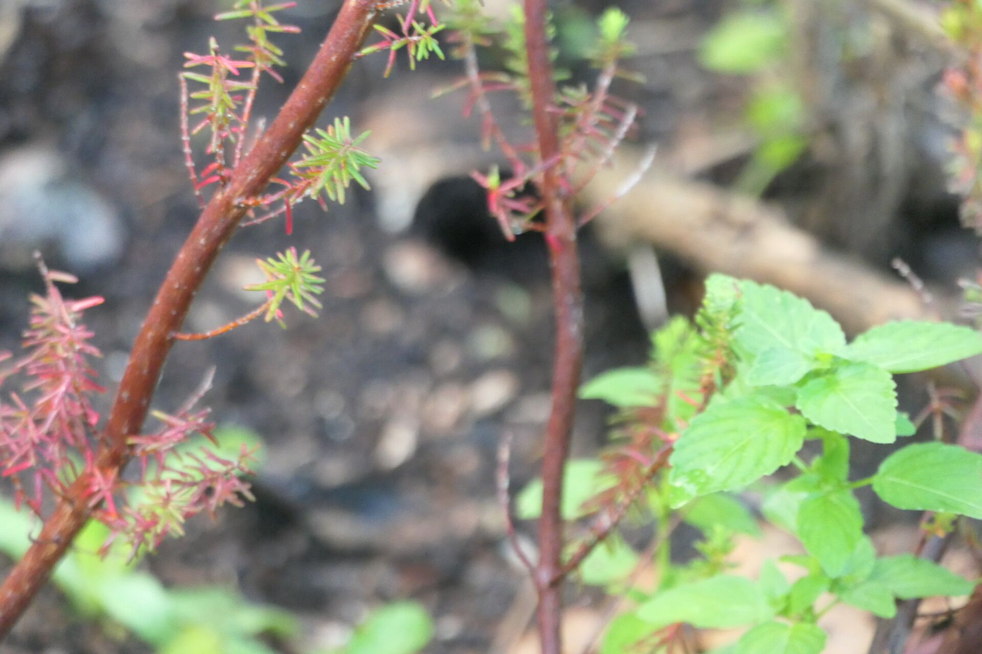Erica cyrilliflora bark