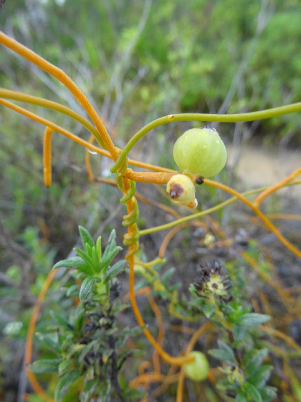 Cuscuta americana fruit