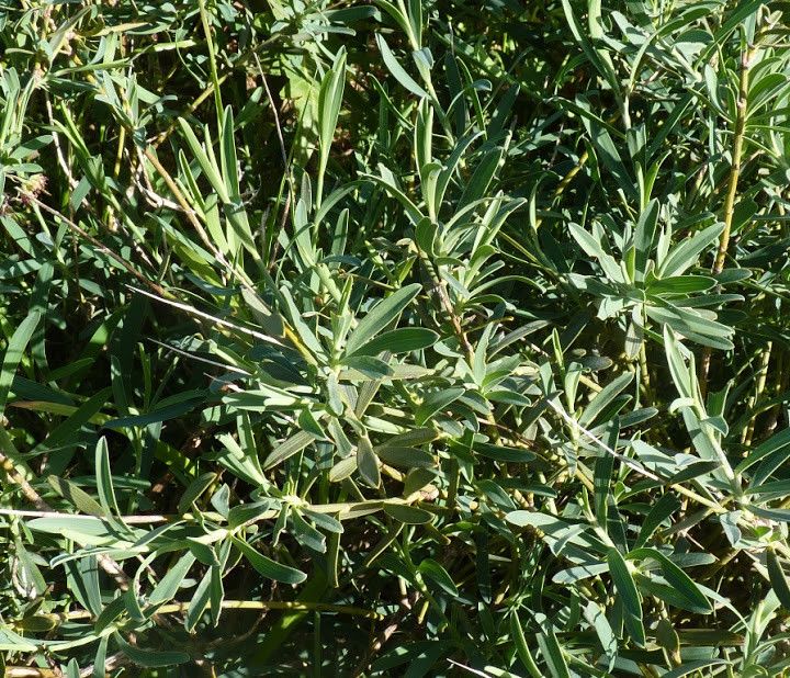 Bupleurum handiense habit