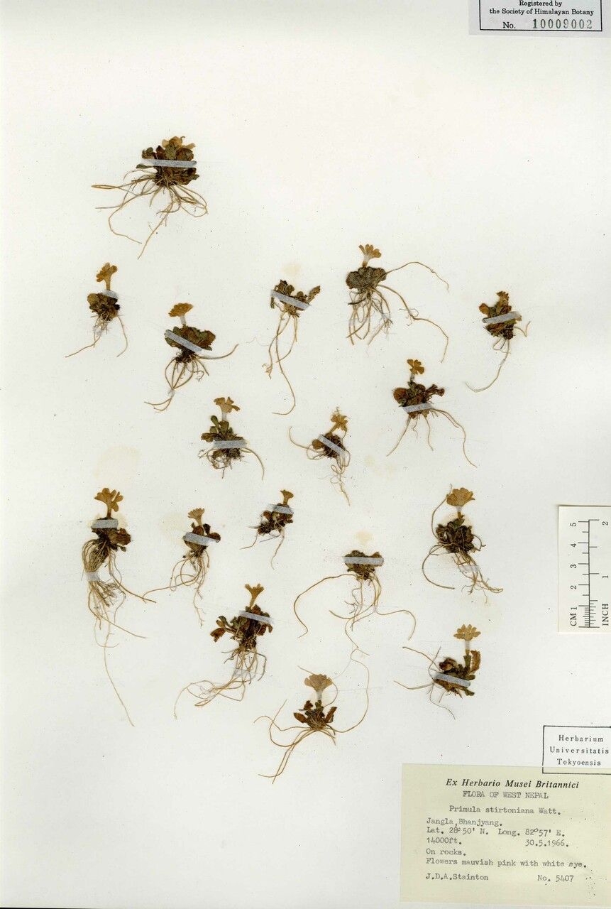 Primula stirtoniana — houseplant care guide