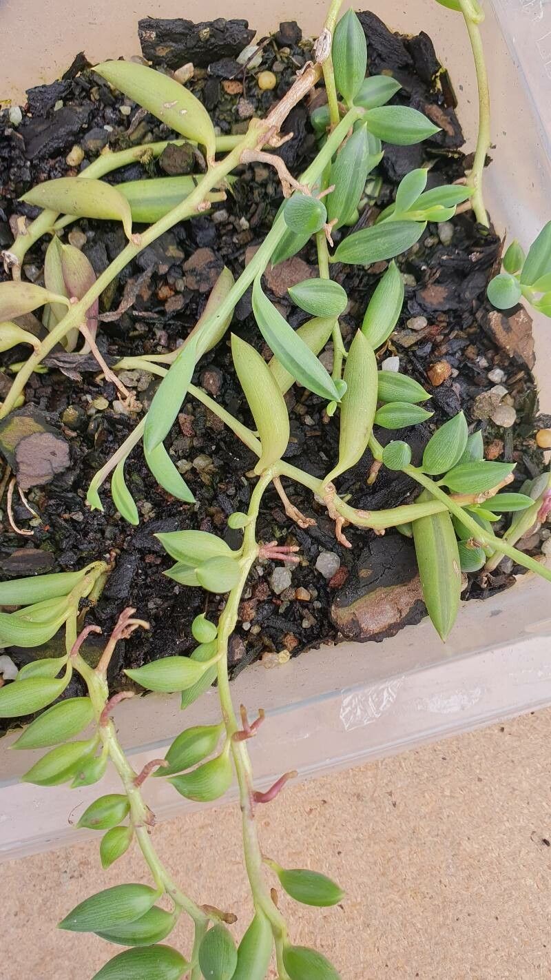 Curio radicans — search result for 'Curio'